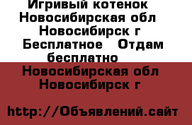 Игривый котенок - Новосибирская обл., Новосибирск г. Бесплатное » Отдам бесплатно   . Новосибирская обл.,Новосибирск г.